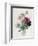 Anemone: Simple, from "Les Choix Des Plus Belles Fleurs"-Pierre-Joseph Redouté-Framed Giclee Print