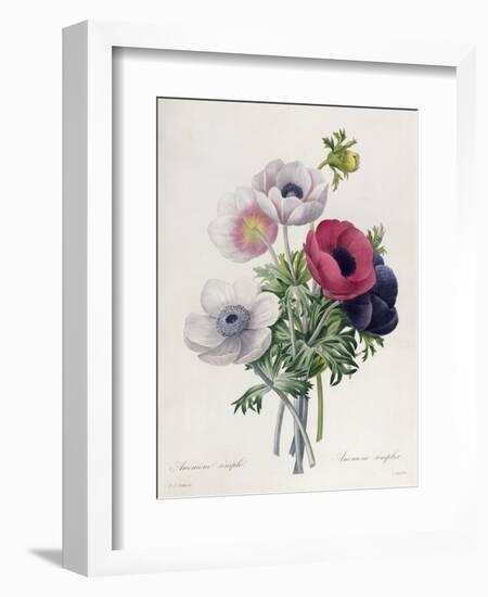 Anemone: Simple, from "Les Choix Des Plus Belles Fleurs"-Pierre-Joseph Redouté-Framed Giclee Print