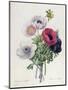 Anemone: Simple, from "Les Choix Des Plus Belles Fleurs"-Pierre-Joseph Redouté-Mounted Giclee Print