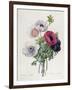 Anemone: Simple, from "Les Choix Des Plus Belles Fleurs"-Pierre-Joseph Redouté-Framed Giclee Print