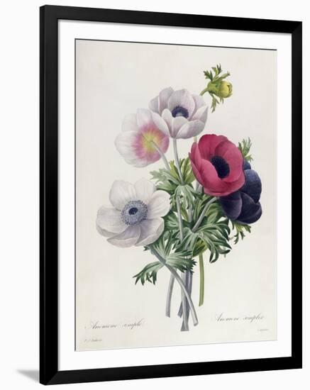 Anemone: Simple, from "Les Choix Des Plus Belles Fleurs"-Pierre-Joseph Redouté-Framed Giclee Print