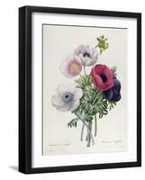 Anemone: Simple, from "Les Choix Des Plus Belles Fleurs"-Pierre-Joseph Redouté-Framed Giclee Print