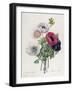 Anemone: Simple, from "Les Choix Des Plus Belles Fleurs"-Pierre-Joseph Redouté-Framed Giclee Print