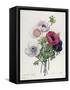 Anemone: Simple, from "Les Choix Des Plus Belles Fleurs"-Pierre-Joseph Redouté-Framed Stretched Canvas