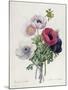 Anemone: Simple, from "Les Choix Des Plus Belles Fleurs"-Pierre-Joseph Redouté-Mounted Giclee Print