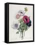Anemone: Simple, from "Les Choix Des Plus Belles Fleurs"-Pierre-Joseph Redouté-Framed Stretched Canvas