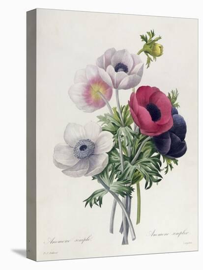 Anemone: Simple, from "Les Choix Des Plus Belles Fleurs"-Pierre-Joseph Redouté-Stretched Canvas