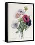 Anemone: Simple, from "Les Choix Des Plus Belles Fleurs"-Pierre-Joseph Redouté-Framed Stretched Canvas