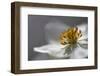 Anemone Sp Flower, Close Up of Stamens, Mount Cheget, Caucasus, Russia, June 2008-Schandy-Framed Photographic Print