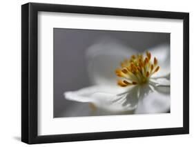Anemone Sp Flower, Close Up of Stamens, Mount Cheget, Caucasus, Russia, June 2008-Schandy-Framed Photographic Print