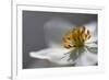 Anemone Sp Flower, Close Up of Stamens, Mount Cheget, Caucasus, Russia, June 2008-Schandy-Framed Photographic Print