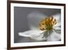 Anemone Sp Flower, Close Up of Stamens, Mount Cheget, Caucasus, Russia, June 2008-Schandy-Framed Photographic Print