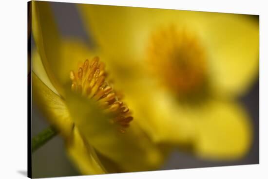 (Anemone Sp) Flowers, Mount Cheget, Caucasus, Russia, June 2008-Schandy-Stretched Canvas