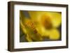 (Anemone Sp) Flowers, Mount Cheget, Caucasus, Russia, June 2008-Schandy-Framed Photographic Print