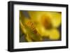 (Anemone Sp) Flowers, Mount Cheget, Caucasus, Russia, June 2008-Schandy-Framed Photographic Print