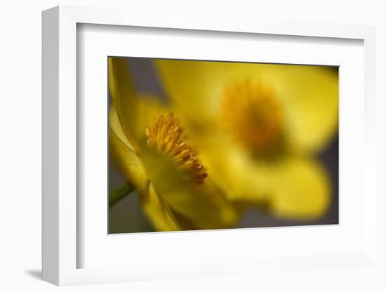 (Anemone Sp) Flowers, Mount Cheget, Caucasus, Russia, June 2008-Schandy-Framed Photographic Print