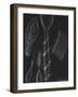 Anemone Stinging Cells-Philip Henry Gosse-Framed Giclee Print