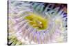 Anemone tentacles, Oregon Coast Aquarium, Newport, Oregon-Adam Jones-Stretched Canvas