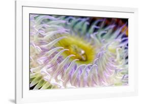 Anemone tentacles, Oregon Coast Aquarium, Newport, Oregon-Adam Jones-Framed Photographic Print