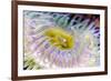 Anemone tentacles, Oregon Coast Aquarium, Newport, Oregon-Adam Jones-Framed Photographic Print