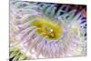 Anemone tentacles, Oregon Coast Aquarium, Newport, Oregon-Adam Jones-Mounted Photographic Print
