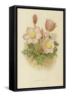 Anemone Vernalis-null-Framed Stretched Canvas