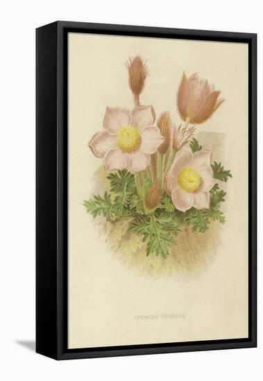 Anemone Vernalis-null-Framed Stretched Canvas