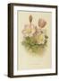 Anemone Vernalis-null-Framed Giclee Print