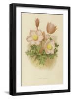 Anemone Vernalis-null-Framed Giclee Print