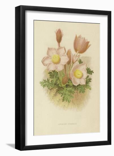 Anemone Vernalis-null-Framed Giclee Print