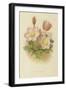 Anemone Vernalis-null-Framed Giclee Print