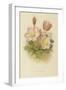 Anemone Vernalis-null-Framed Giclee Print