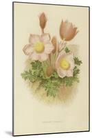 Anemone Vernalis-null-Mounted Giclee Print