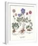 Anemone-Basil Besler-Framed Giclee Print