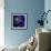 Anemone-Magda Indigo-Framed Photographic Print displayed on a wall