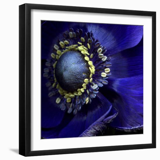 Anemone-Magda Indigo-Framed Photographic Print