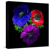 Anemone-Magda Indigo-Stretched Canvas