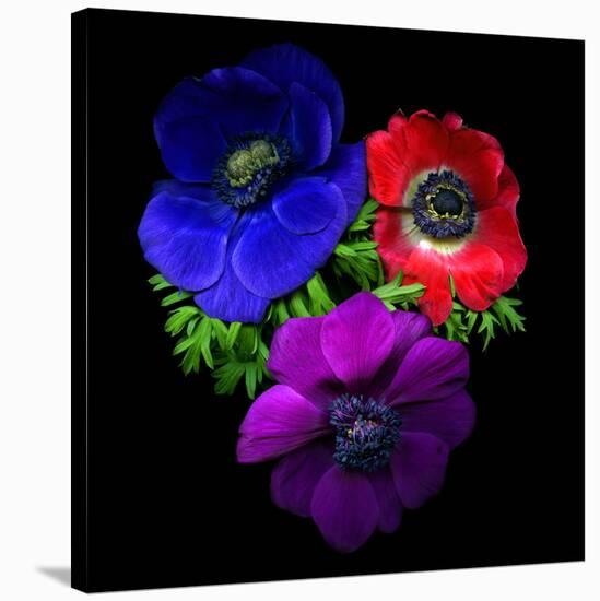 Anemone-Magda Indigo-Stretched Canvas