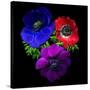 Anemone-Magda Indigo-Stretched Canvas