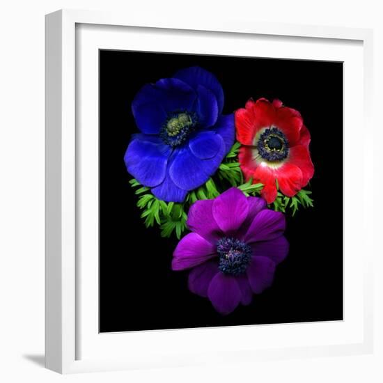 Anemone-Magda Indigo-Framed Photographic Print