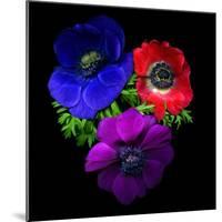 Anemone-Magda Indigo-Mounted Photographic Print