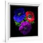 Anemone-Magda Indigo-Framed Photographic Print