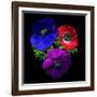 Anemone-Magda Indigo-Framed Photographic Print