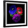 Anemone-Magda Indigo-Framed Photographic Print