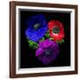 Anemone-Magda Indigo-Framed Photographic Print