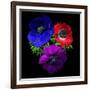 Anemone-Magda Indigo-Framed Photographic Print