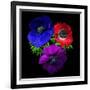 Anemone-Magda Indigo-Framed Photographic Print