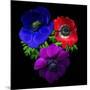 Anemone-Magda Indigo-Mounted Photographic Print