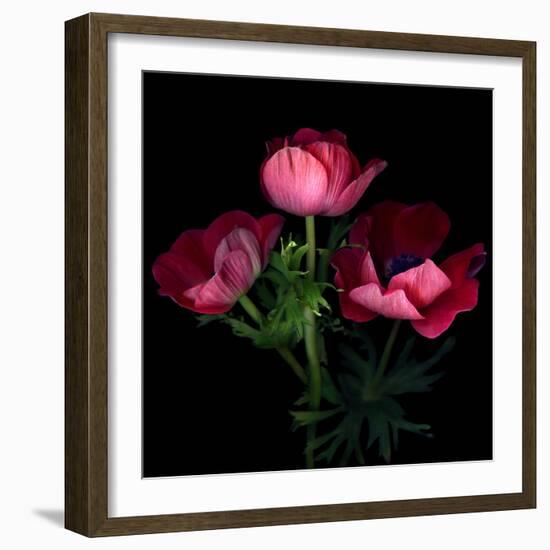 Anemone-Magda Indigo-Framed Photographic Print