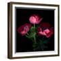 Anemone-Magda Indigo-Framed Photographic Print